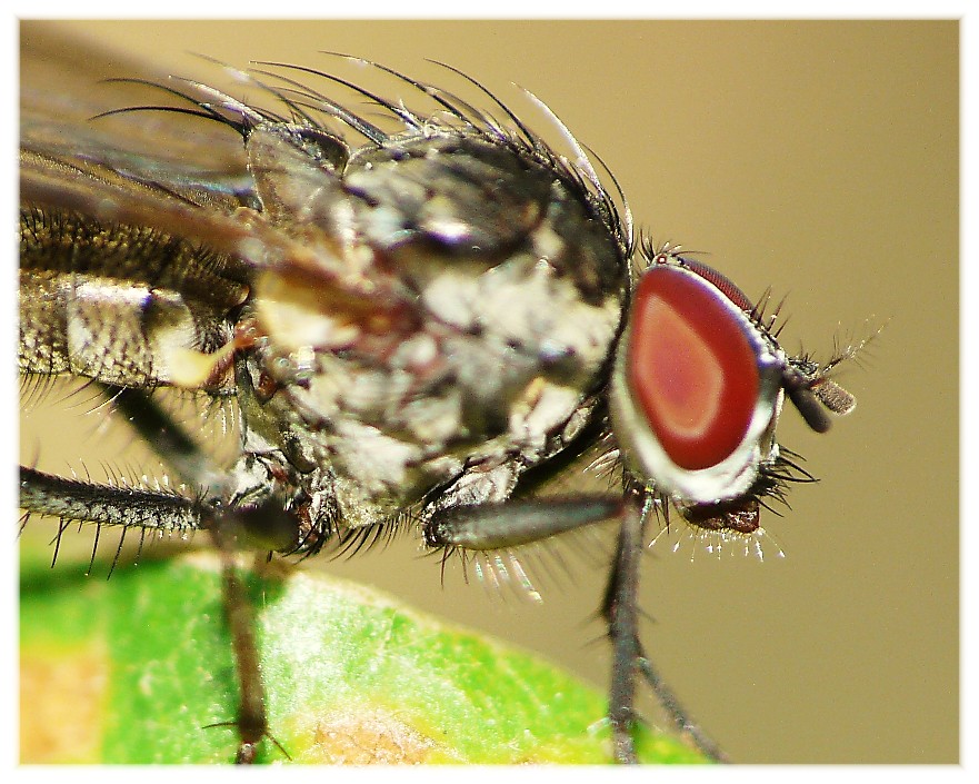 Alcuni ditteri